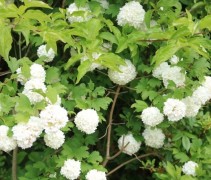 Viburnum opulus 'Roseum'