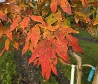 Acer triflorum - Driebloemige esdoorn - 4