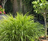 Hakonechloa macra - Japans siergras - 2