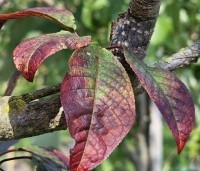 Prunus padus 'Colorata' - Vogelkers - 1