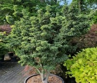 Acer palmatum 'Shishigashira' - Japanse Esdoorn 'Shishigashira' - 1