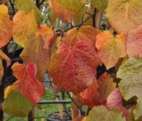 Cercis canadensis 'Forest Pansy' - Amerikaanse judasboom - 2