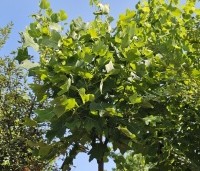 Liriodendron tulipifera 'Edward Gursztyn' - Tulpenboom 'Edward Gursztyn' - 2