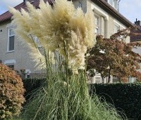 Cortaderia selloana - Pampasgras - 1