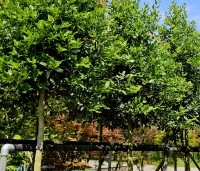 Ilex 'Nellie R. Stevens' - Amerikaanse hulst - 1