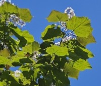 Catalpa erubescens 'Purpurea' - Purperkleurige trompetboom - 4