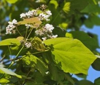 Catalpa erubescens 'Purpurea' - Purperkleurige trompetboom - 3