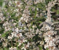 Vitex agnus-castus - Monnikenpeper - 3