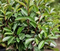 Photinia fraseri 'Red Robin'  - Glansmispel - 1