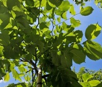 Ulmus 'Camperdownii' - Prieel-iep - 7