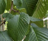 Ulmus 'Camperdownii' - Prieel-iep - 6