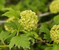 Viburnum opulus 'Roseum' - Gelderse roos 'Roseum' - 1