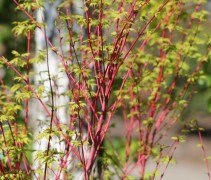 Acer palmatum 'Sangokaku'