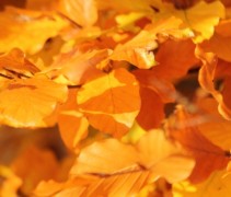 Fagus sylvatica, herfstblad