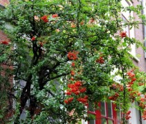 Pyracantha (roodbessige vuurdoorn als toepassing)