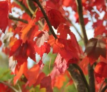 Rode Esdoorn 'Red Sunset', meerstammige bomen doen denken aan de Indian Summer uit Canada