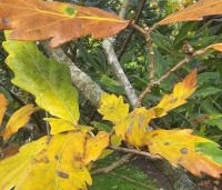 Quercus x turneri 'Pseudoturneri' - Semi- wintergroene eik 'Pseudoturneri' - 2