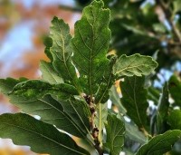 Quercus x turneri 'Pseudoturneri' - Semi- wintergroene eik 'Pseudoturneri' - 3