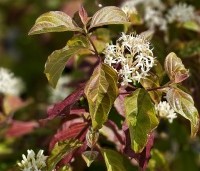 Cornus sanguinea 'Winter Beauty' - Kornoelje 'Winter Beauty' - 2