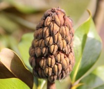 Magnolia Grandiflora zaadbol