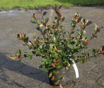 Photinia fraseri 'Little Red Robin'