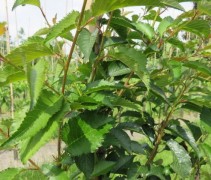 Prunus Pandora
