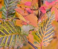 Carpinus bet. 'Rockhampton Red' - Haagbeuk 'Rockhampton Red' - 6