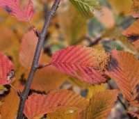 Carpinus bet. 'Rockhampton Red' - Haagbeuk 'Rockhampton Red' - 8