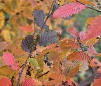 Carpinus bet. 'Rockhampton Red' - Haagbeuk 'Rockhampton Red' - 9