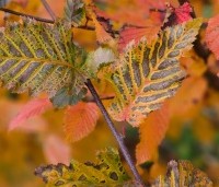 Carpinus bet. 'Rockhampton Red' - Haagbeuk 'Rockhampton Red' - 7