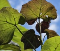 Catalpa erubescens 'Purpurea' - Purperkleurige trompetboom - 8
