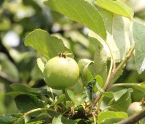 Malus domestica 