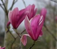 Magnolia 'Spectrum' - Magnolia 'Spectrum' - 4