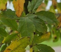 Acer triflorum - Driebloemige esdoorn - 2