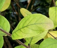 Lonicera caerulea 'Kamtschatica' - Honingbes 'Kamtschatica' - 1
