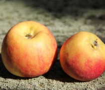 Malus domestica Croquella Delgrina mini appel