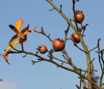 Mespilus germanica