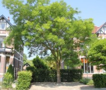 Sophora japonica