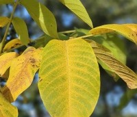 Juglans regia 'Menen' - Walnoot 'Menen' - 1