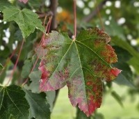 Acer rubrum - Rode Esdoorn - 4