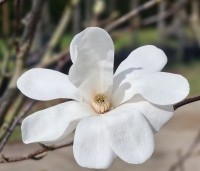 Magnolia loebneri 'Merrill' - Beverboom - 2