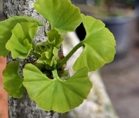 Ginkgo biloba - Japanse Notenboom - 4