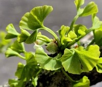 Ginkgo biloba - Japanse Notenboom - 3