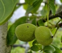 Juglans regia 'Bella Maria' - Walnoot 'Bella Maria' - 3