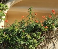 Campsis radicans - Trompetklimmer - 1
