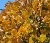 Tilia tomentosa - Zilverlinde - herfst