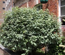 Elaeagnus Ebbingei