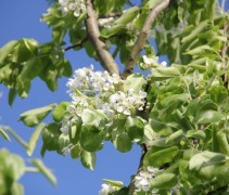 Pyrus communis bloesem