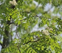 Sorbus aucuparia - Lijsterbes - 5