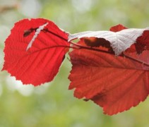Corylus maxima ‘Purpurea’